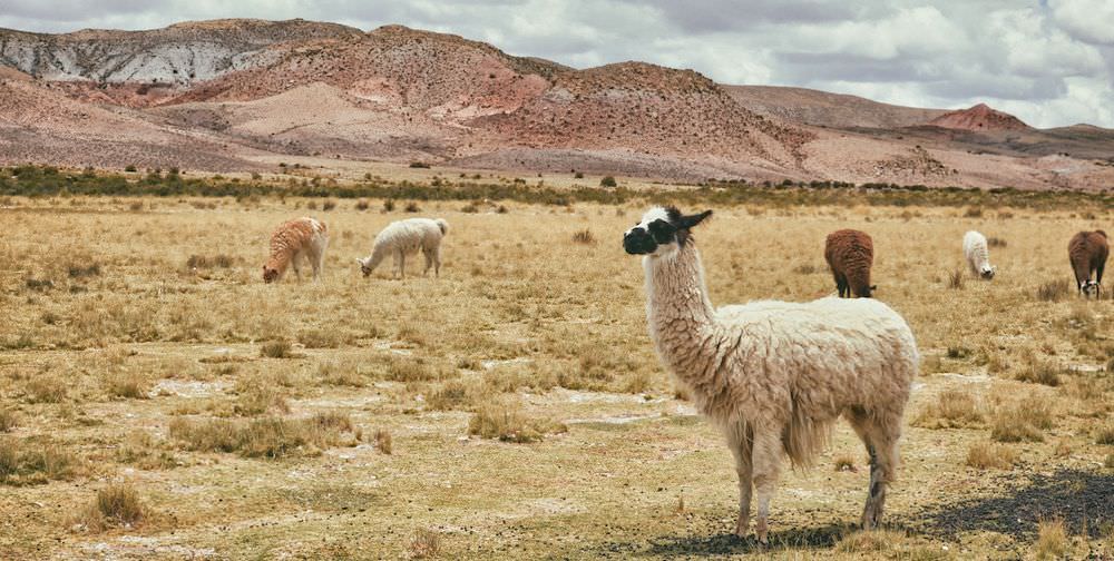 How to Live in 10 Countries Before You Die - Personal Growth Through Travel - Llamas in Topiza Bolivia