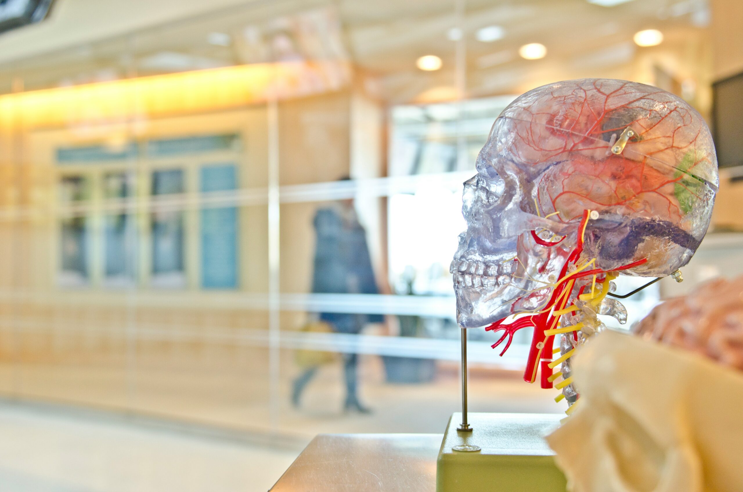 Detailed anatomical brain model with visible neural pathways and blood vessels displayed in modern medical or educational setting, representing the neuroscience behind travel anxiety